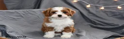Cavapoo dogs for sale: Molly - Ad 3