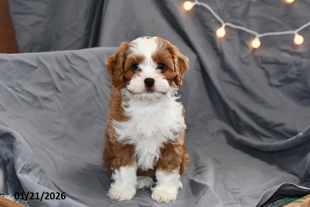 Cavapoo dogs for sale: Molly - Ad 3
