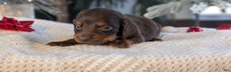Miniature Dachshund dogs for sale: Falcon - Ad 5