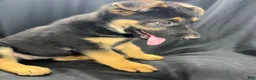 German Shepherd dogs for sale: Shadow - Ad 13