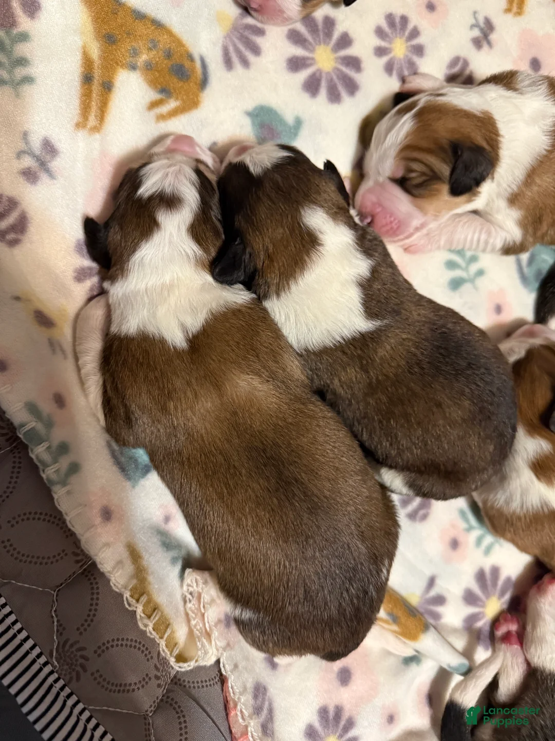 Mixed Breed dogs for sale: Great Bernese Female 1 - Ad 4
