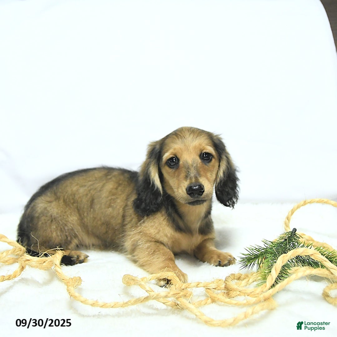 Miniature Dachshund dogs for sale: Fredrick - Ad 6