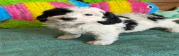 Labradoodle dogs for sale: Oreo - Ad 3