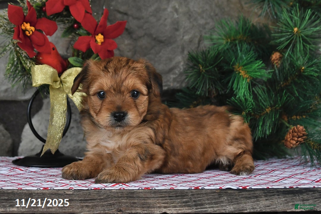 Yochon dogs for sale: Shorty - Ad 5