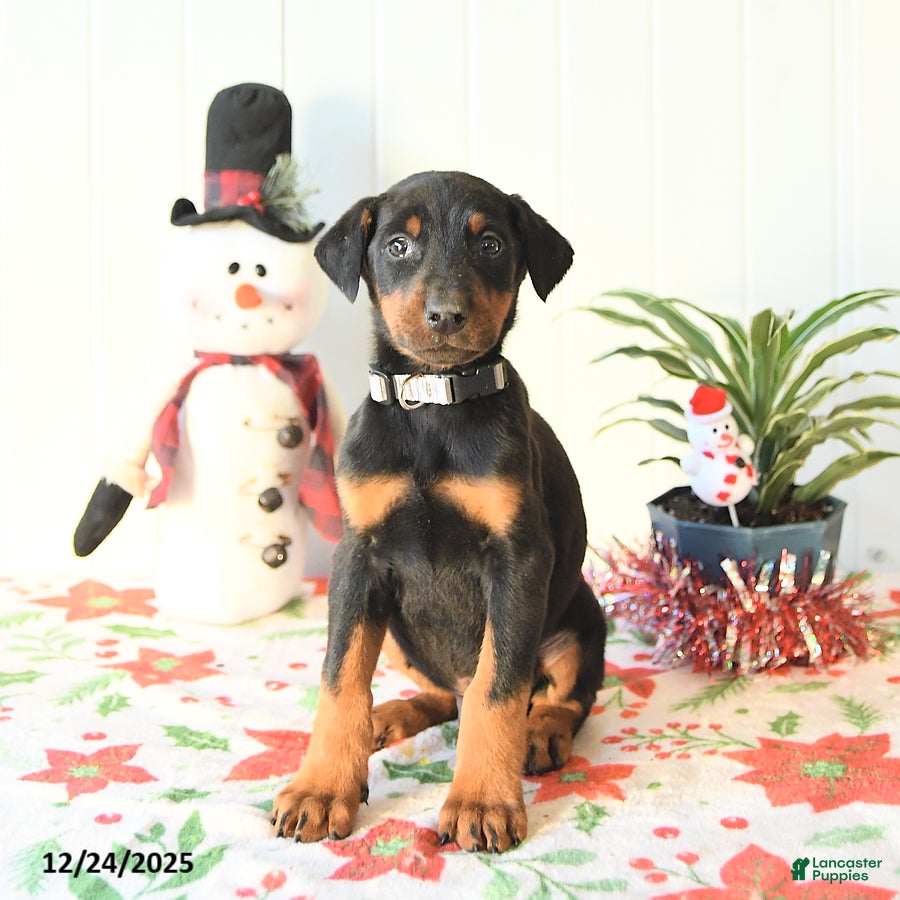 Doberman Pinscher dogs Brody - Ad 33