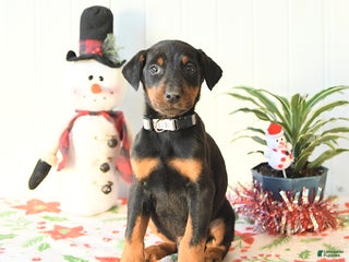 Doberman Pinscher dogs Brody - Ad 33