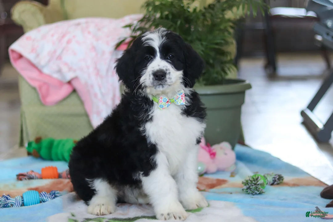 Bernedoodle dogs for sale: Ryder - Ad 3