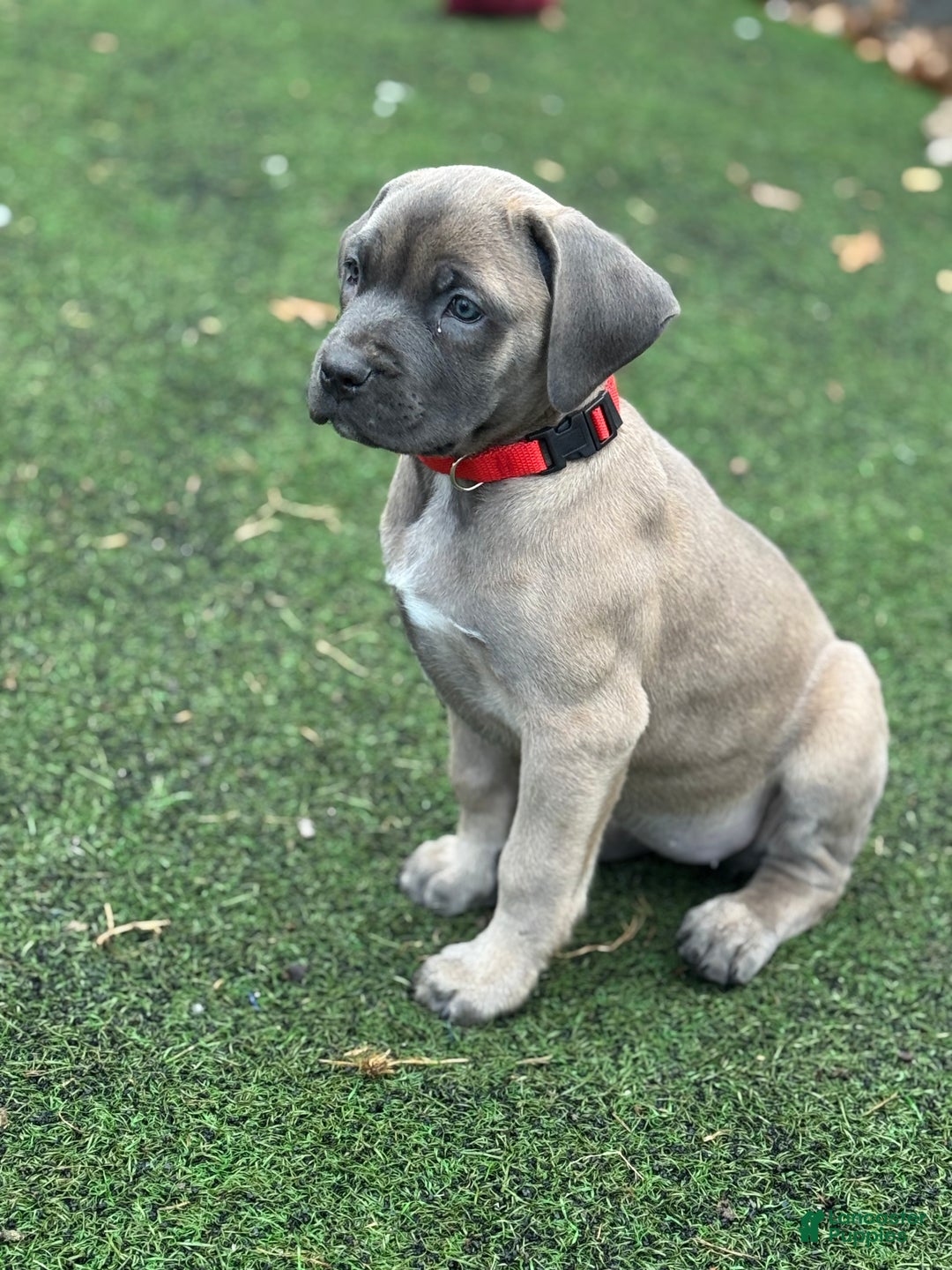 Cane Corso dogs for sale: Star - Ad 5