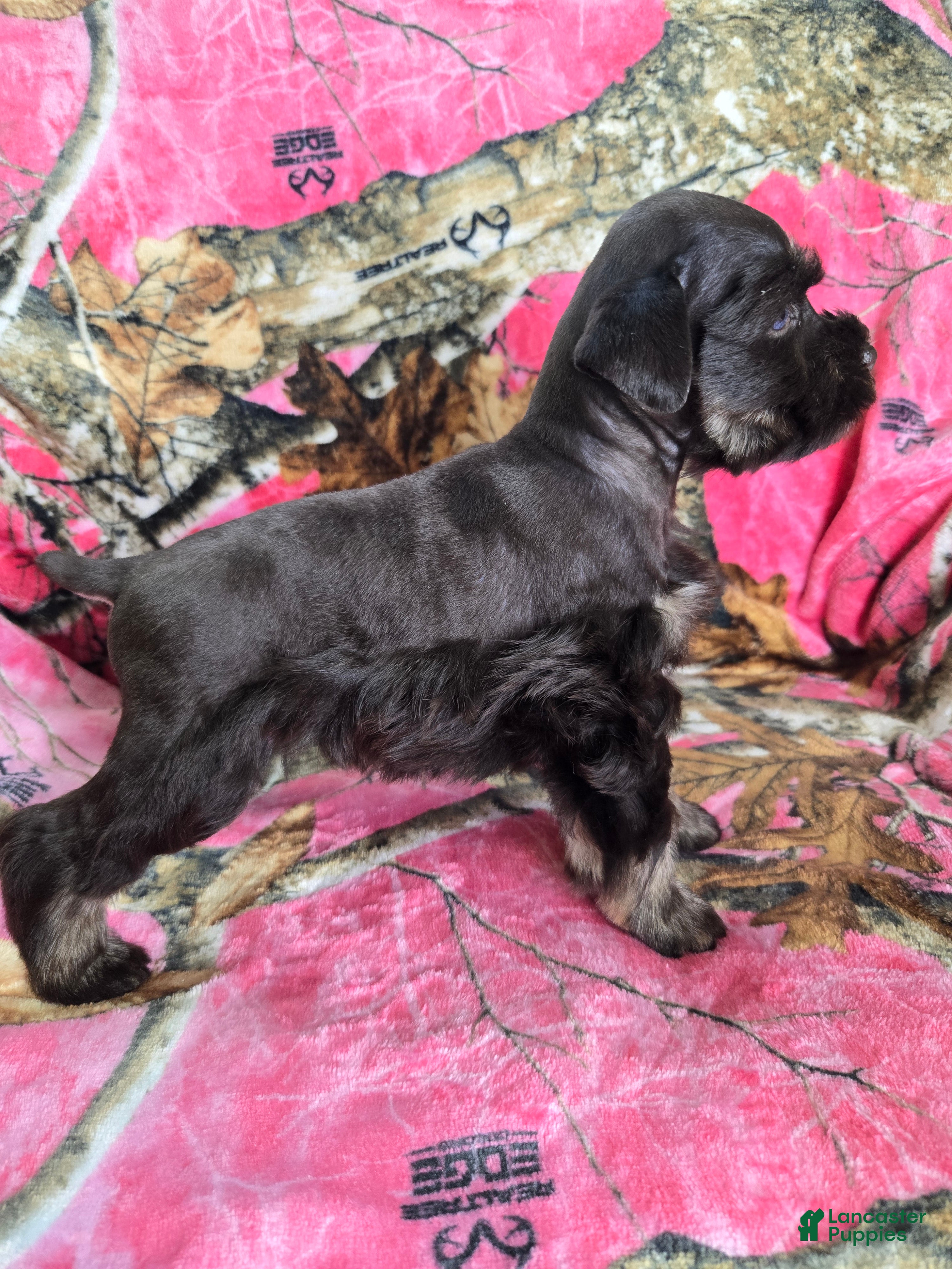 Miniature Schnauzer dogs Sally - Ad 1