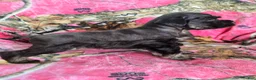 Miniature Schnauzer dogs for sale: Sally - Ad 1