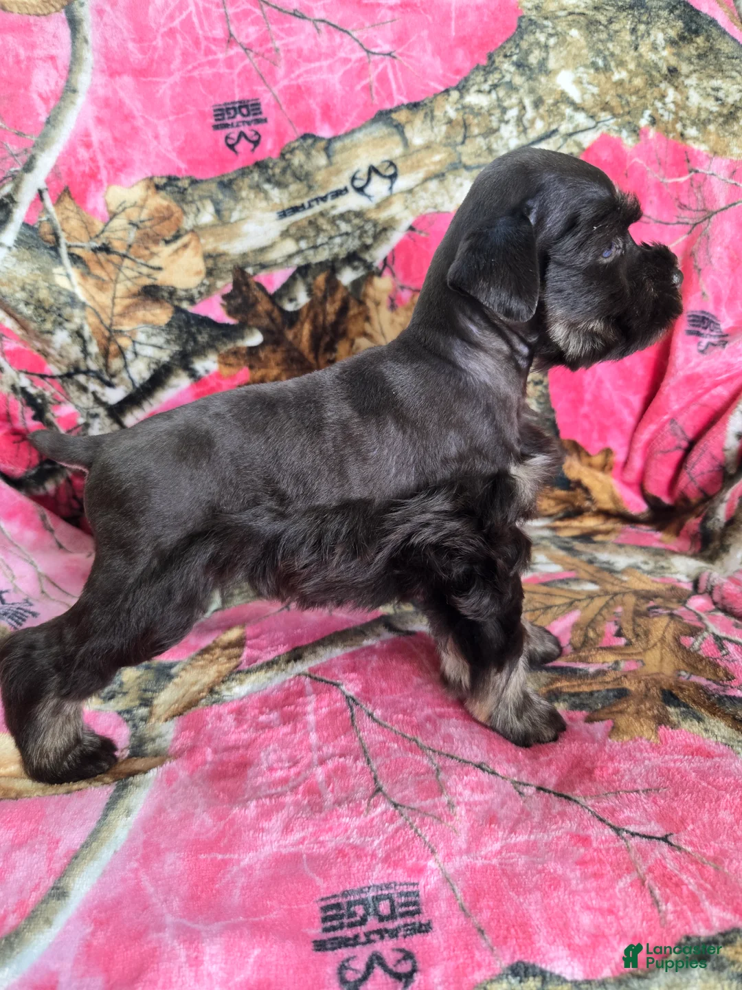 Miniature Schnauzer dogs for sale: Sally - Ad 1