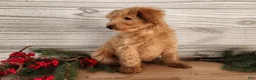 Mini Goldendoodle dogs for sale: Reno - Ad 6