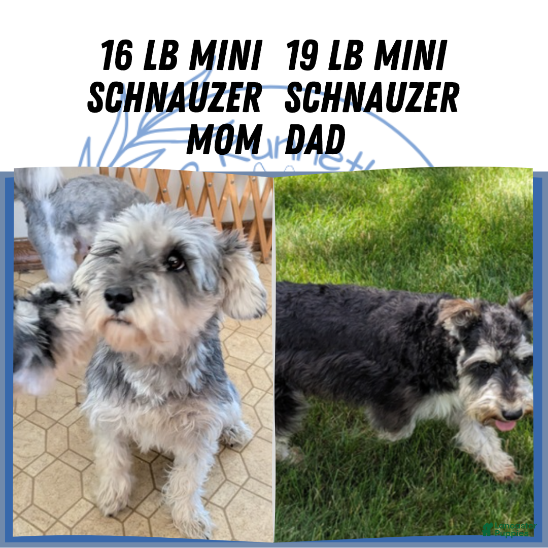 Miniature Schnauzer dogs for sale: Apollo - Ad 6