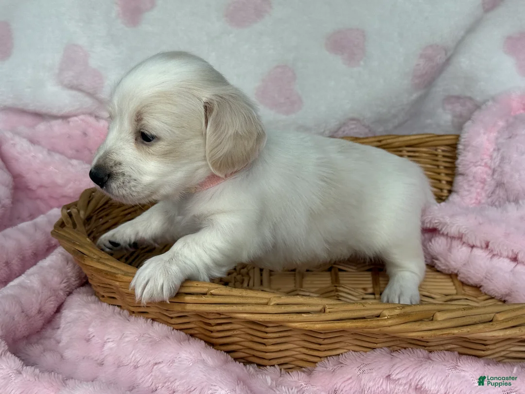 Miniature Dachshund dogs for sale: Pink collar girl - Ad 2