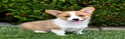 Welsh Corgi Pembroke dogs for sale: Penny - Ad 4