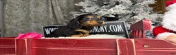 Miniature Dachshund dogs for sale: Ready 4 holidays - Ad 4
