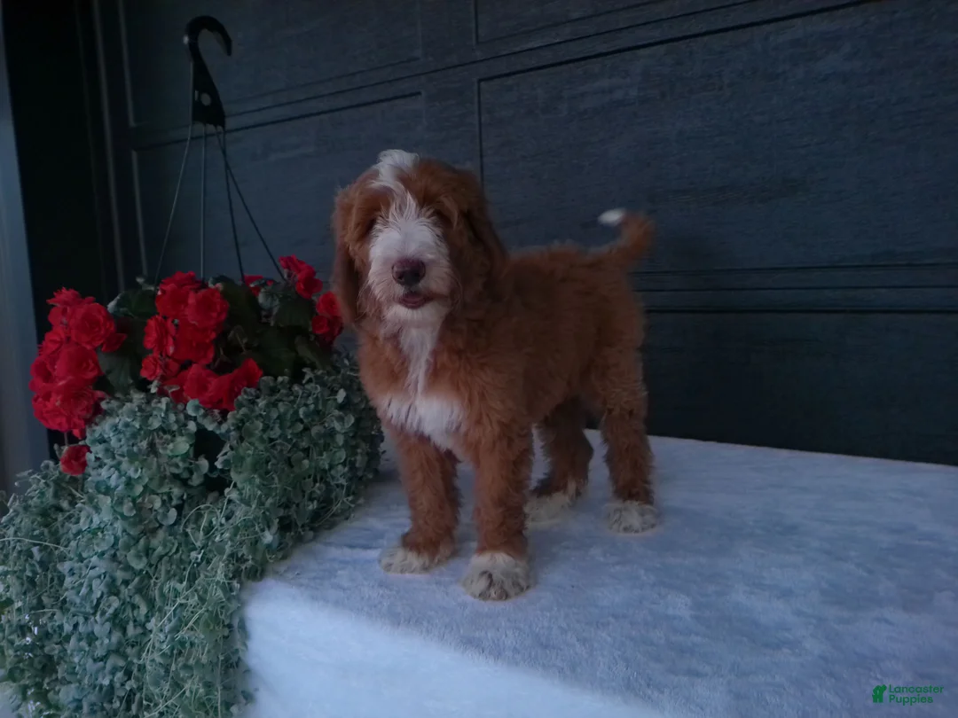 Goldendoodle dogs for sale: Ginger  - Ad 2