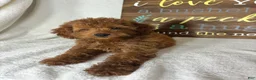 Mini Goldendoodle dogs for sale: Gabby - Ad 4
