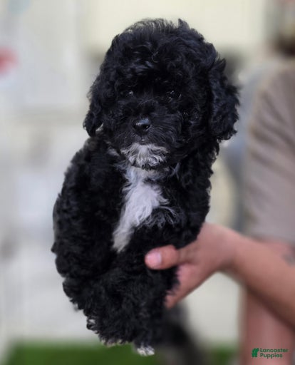 Gallery Image {{count}}