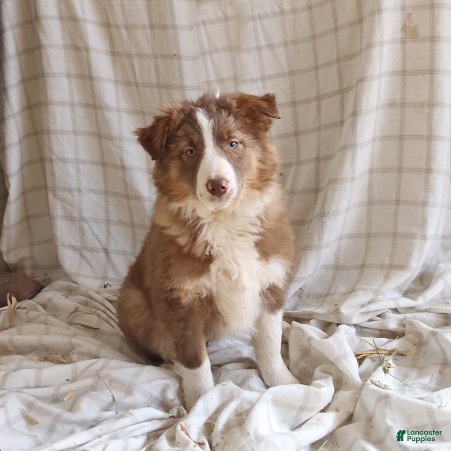 Mixed Breed dogs Lilac - Ad 1