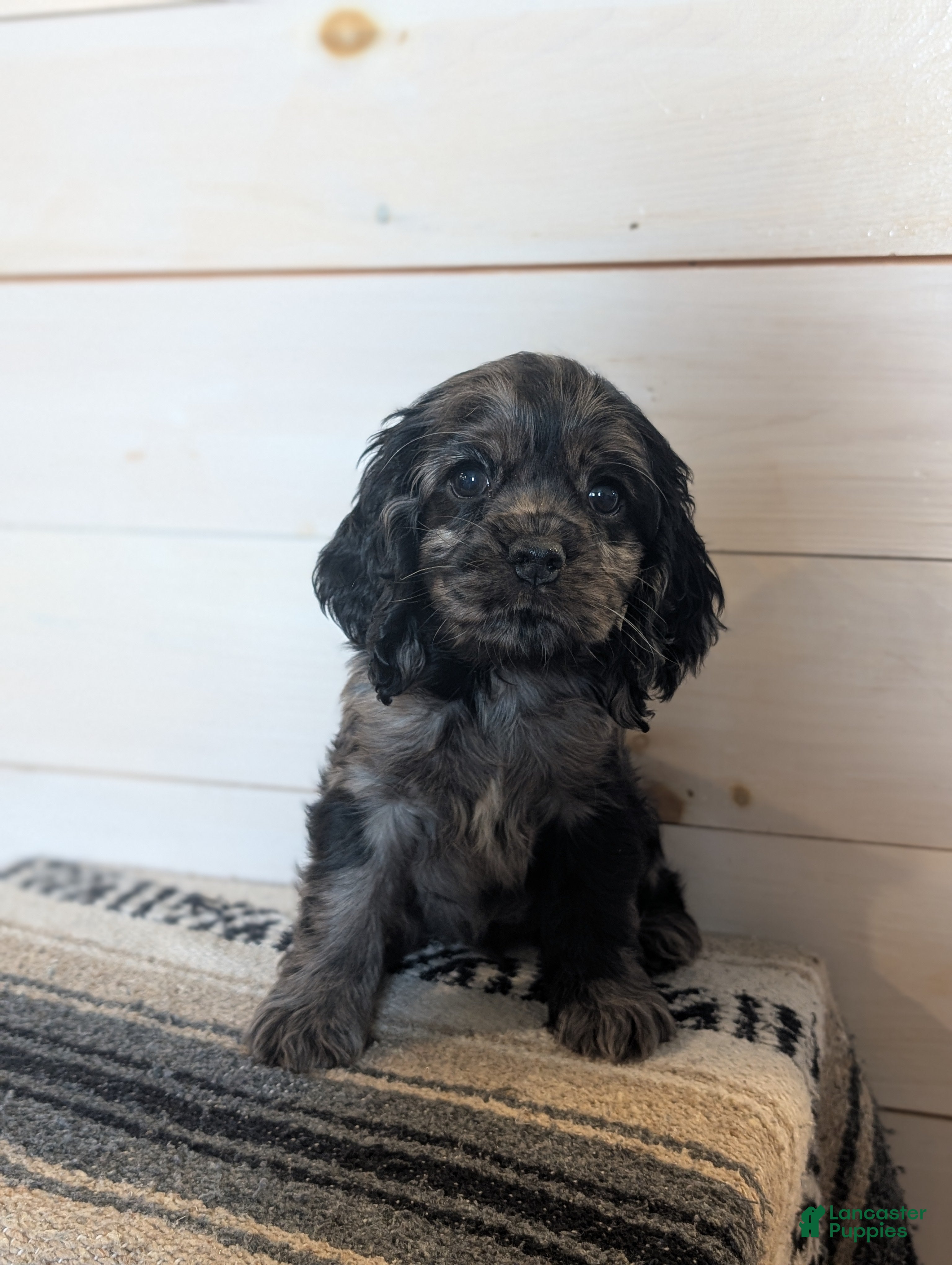 Cocker Spaniel dogs Beth - Ad 1