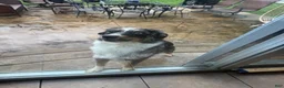 Mixed Breed dogs for sale: Brookie - Ad 9