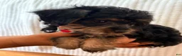 Yorkiepoo dogs for sale: Yorkiepoo - Ad 6