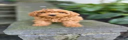 Cavapoo dogs for sale: Bryce - Ad 12