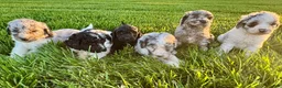 Mini Bernedoodle dogs for sale: Ross - Ad 4