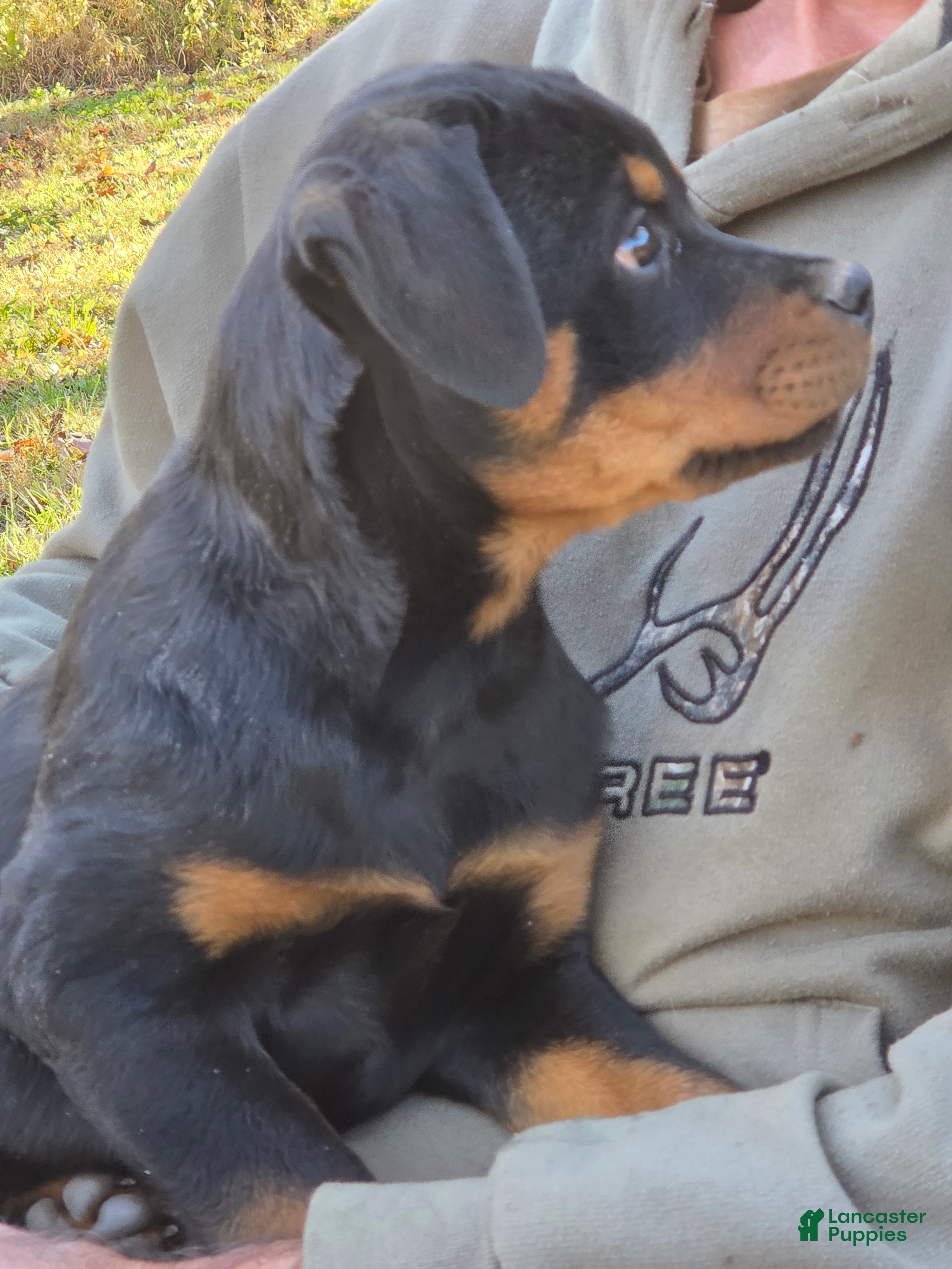 Rottweiler dogs for sale: Ellie - Ad 1