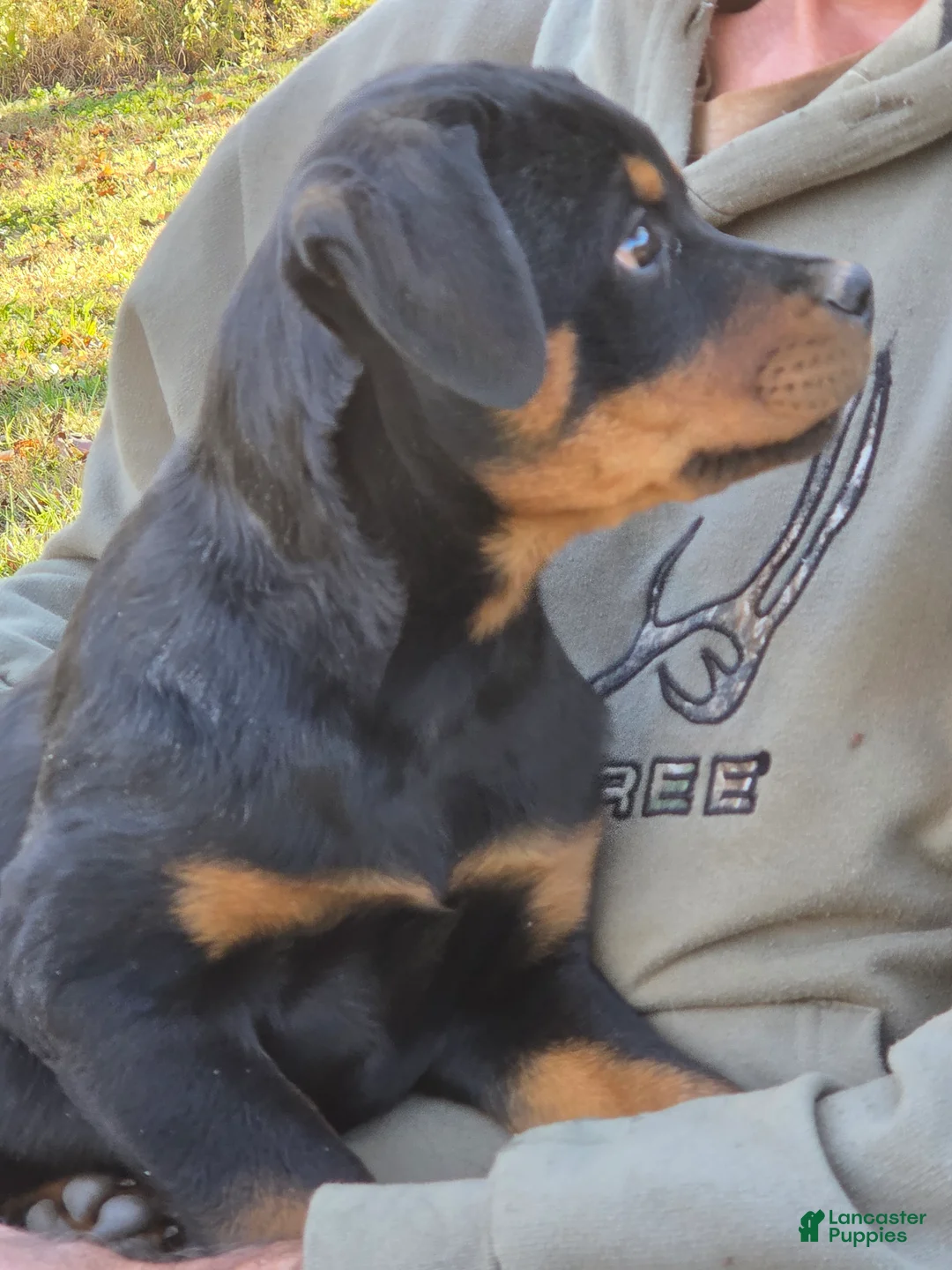 Rottweiler dogs for sale: Ellie - Ad 1