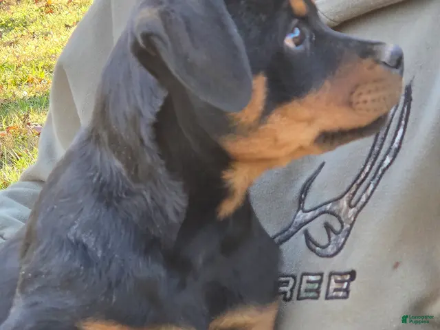 Rottweiler dogs for sale: Ellie - Ad 1