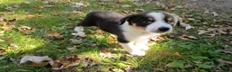 Mixed Breed dogs for sale: John - Ad 3