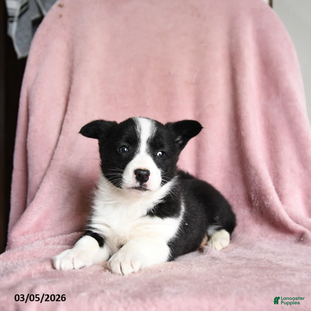 Mixed Breed dogs for sale: Mint Chip - Ad 3