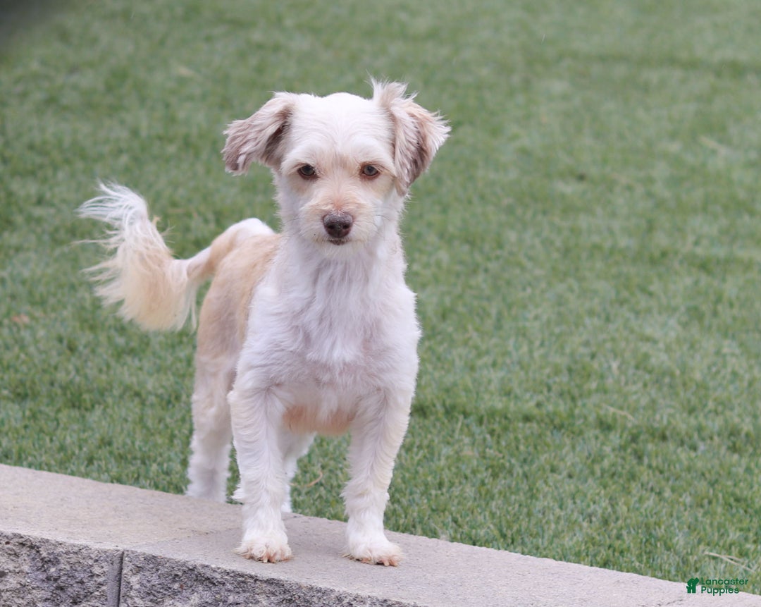 Havanese dogs for sale: Milo - Ad 5