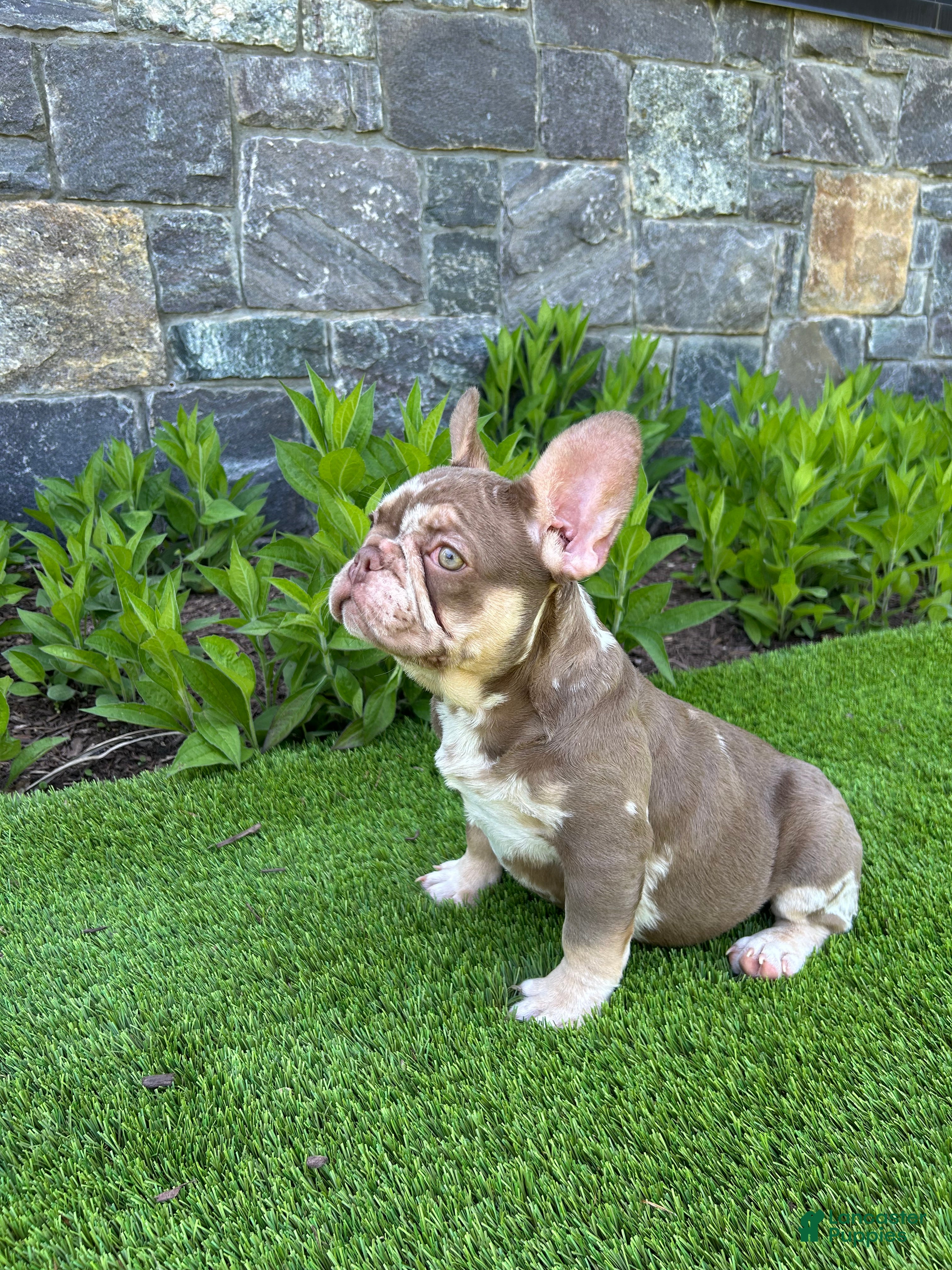 French Bulldog dogs RiRi - Ad 1