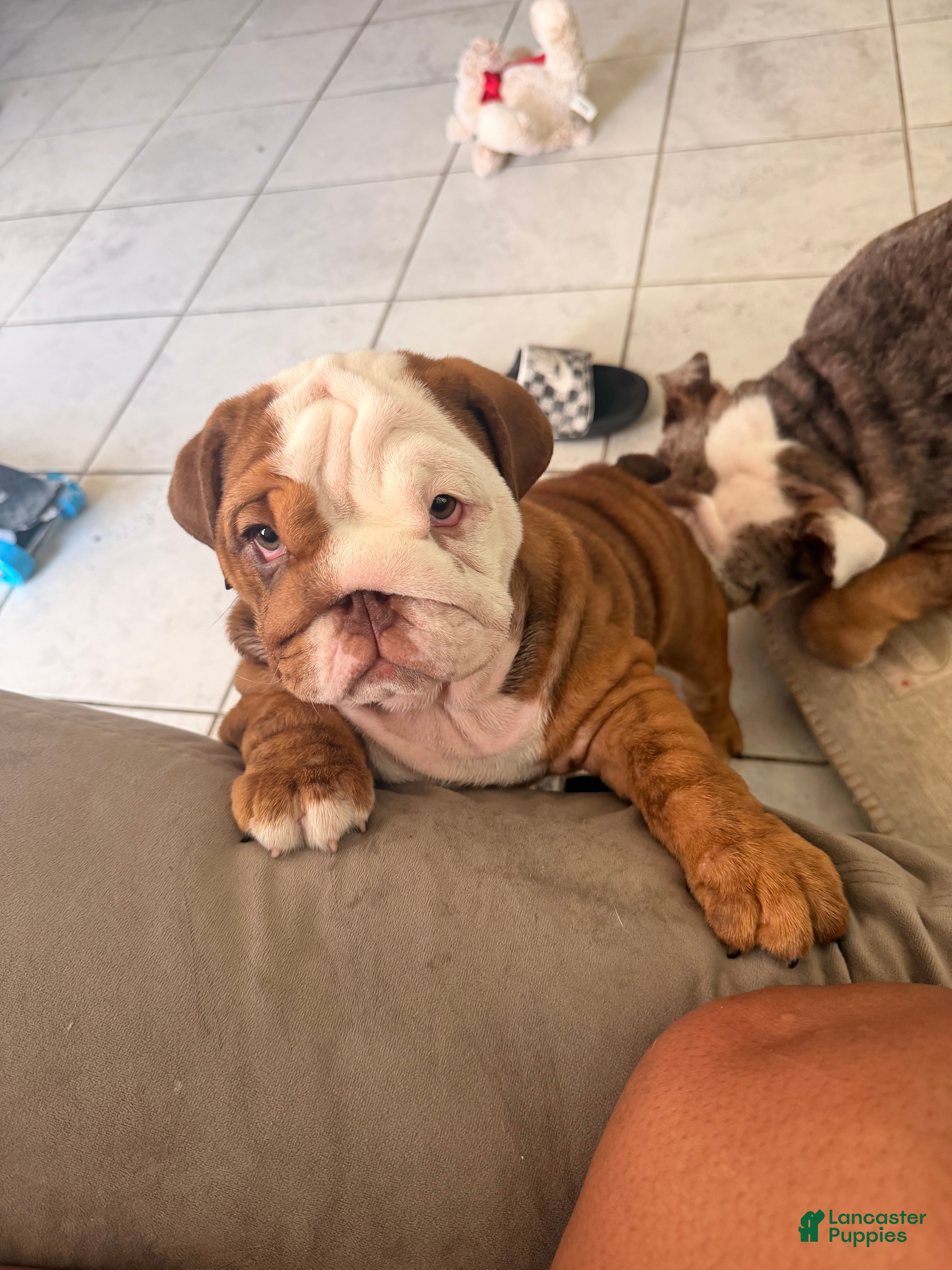 English Bulldog dogs Choco- Latte - Ad 2