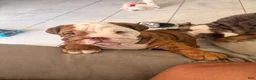 English Bulldog dogs for sale: Choco- Latte - Ad 2