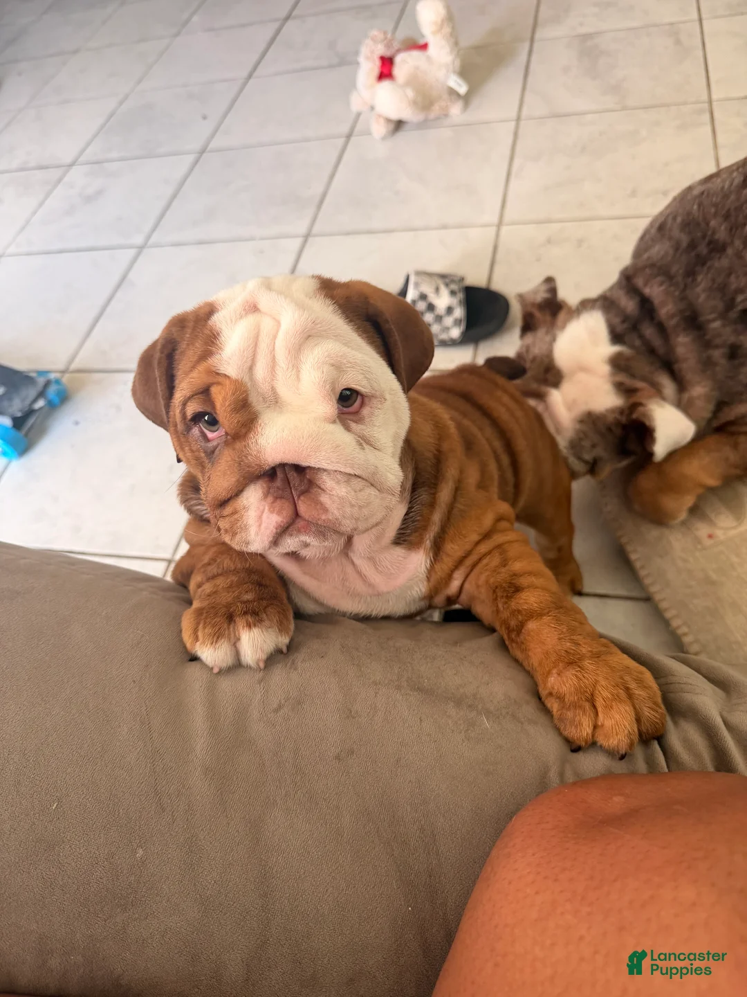 English Bulldog dogs for sale: Choco- Latte - Ad 2