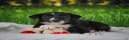 Border Collie dogs for sale: Tyson - Ad 2