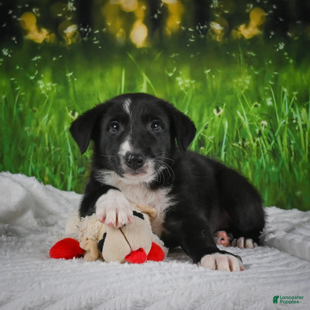 Border Collie dogs for sale: Tyson - Ad 2