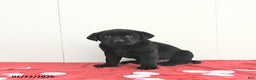 Labrador Retriever dogs for sale: Oliver - Ad 5