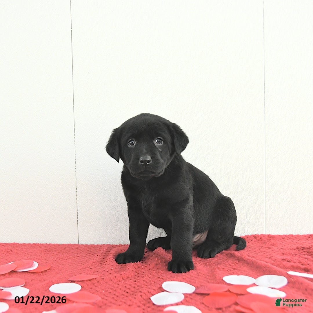 Labrador Retriever dogs for sale: Oliver - Ad 5