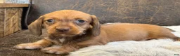 Miniature Dachshund dogs for sale: Dash - Ad 4