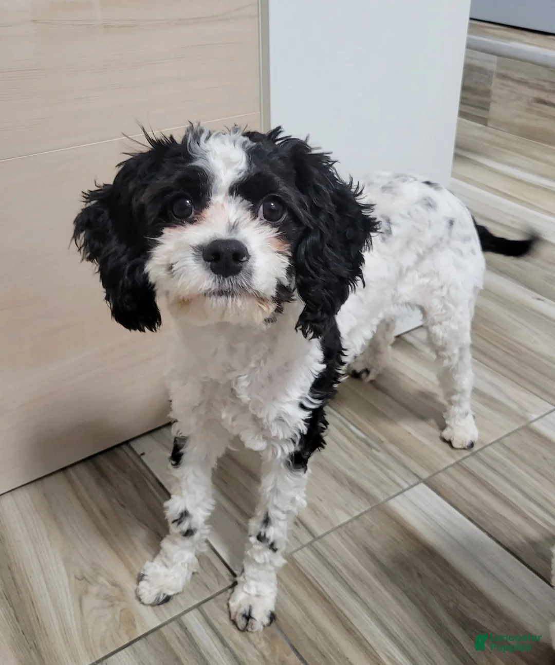 Cavapoo dogs for sale: Cavapoo 2 - Ad 2