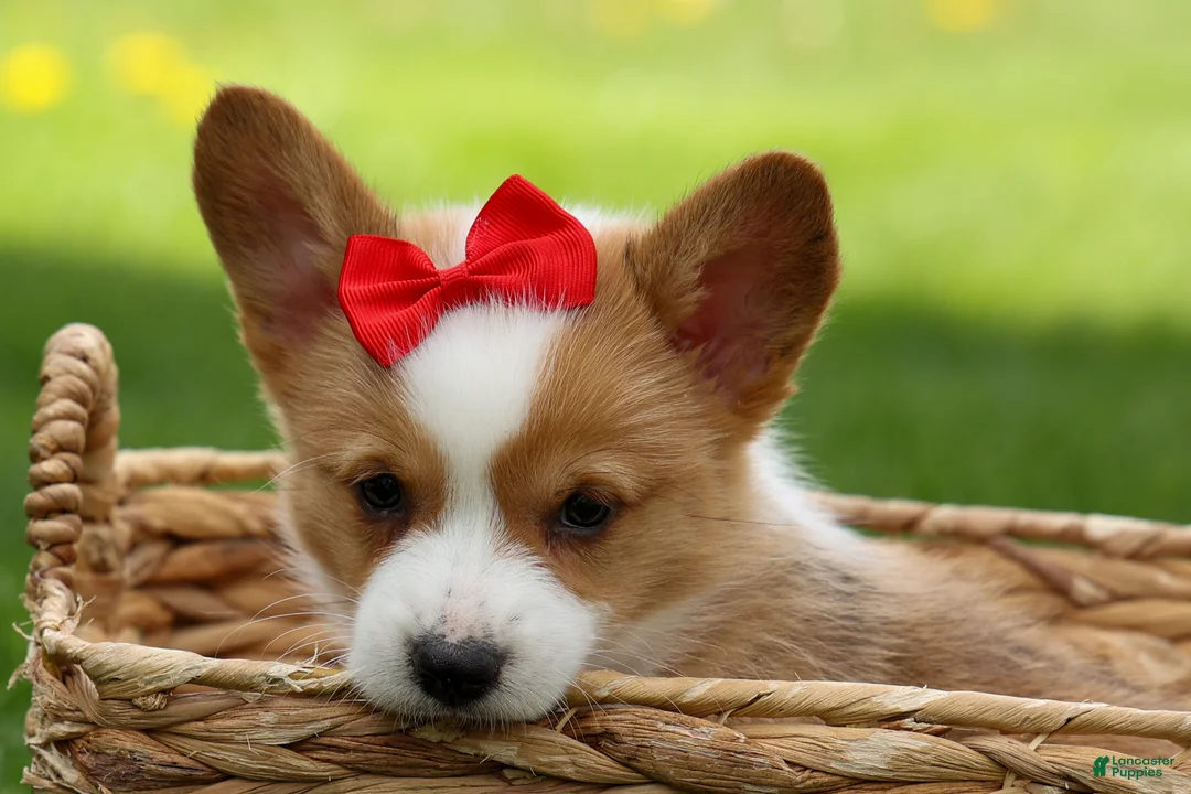 Welsh Corgi Pembroke dogs for sale: Denver 🐶💖 - Ad 2