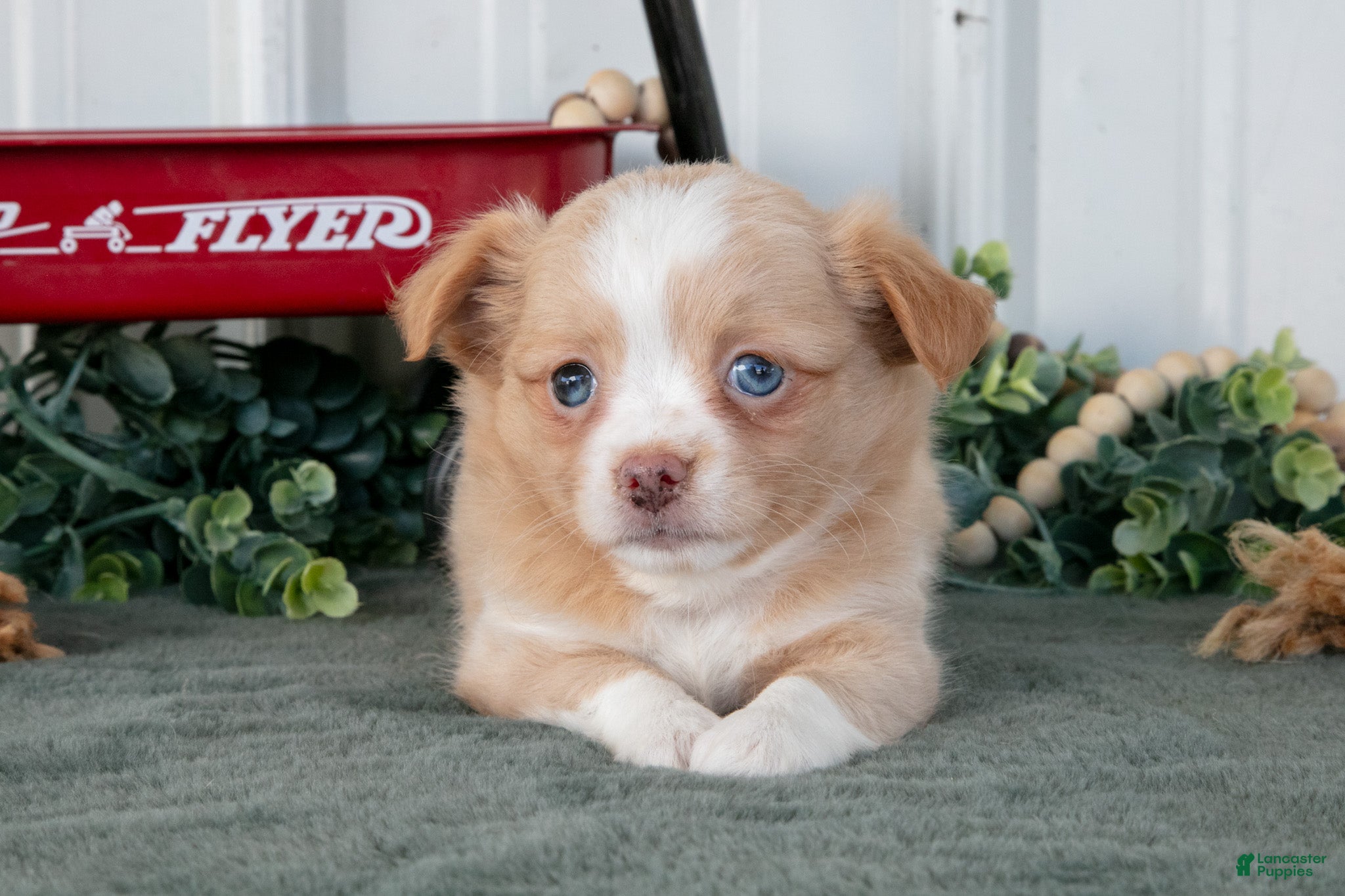 Chihuahua dogs Lola - Ad 1