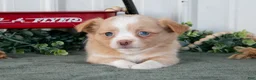 Chihuahua dogs for sale: Lola - Ad 1