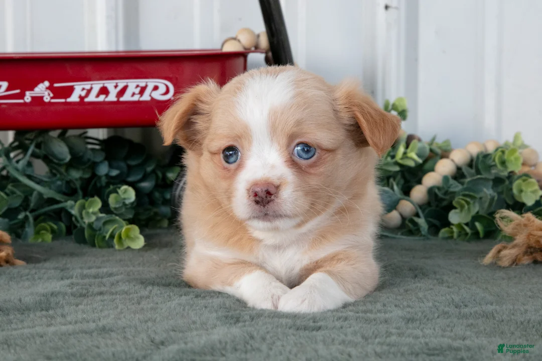 Chihuahua dogs for sale: Lola - Ad 1