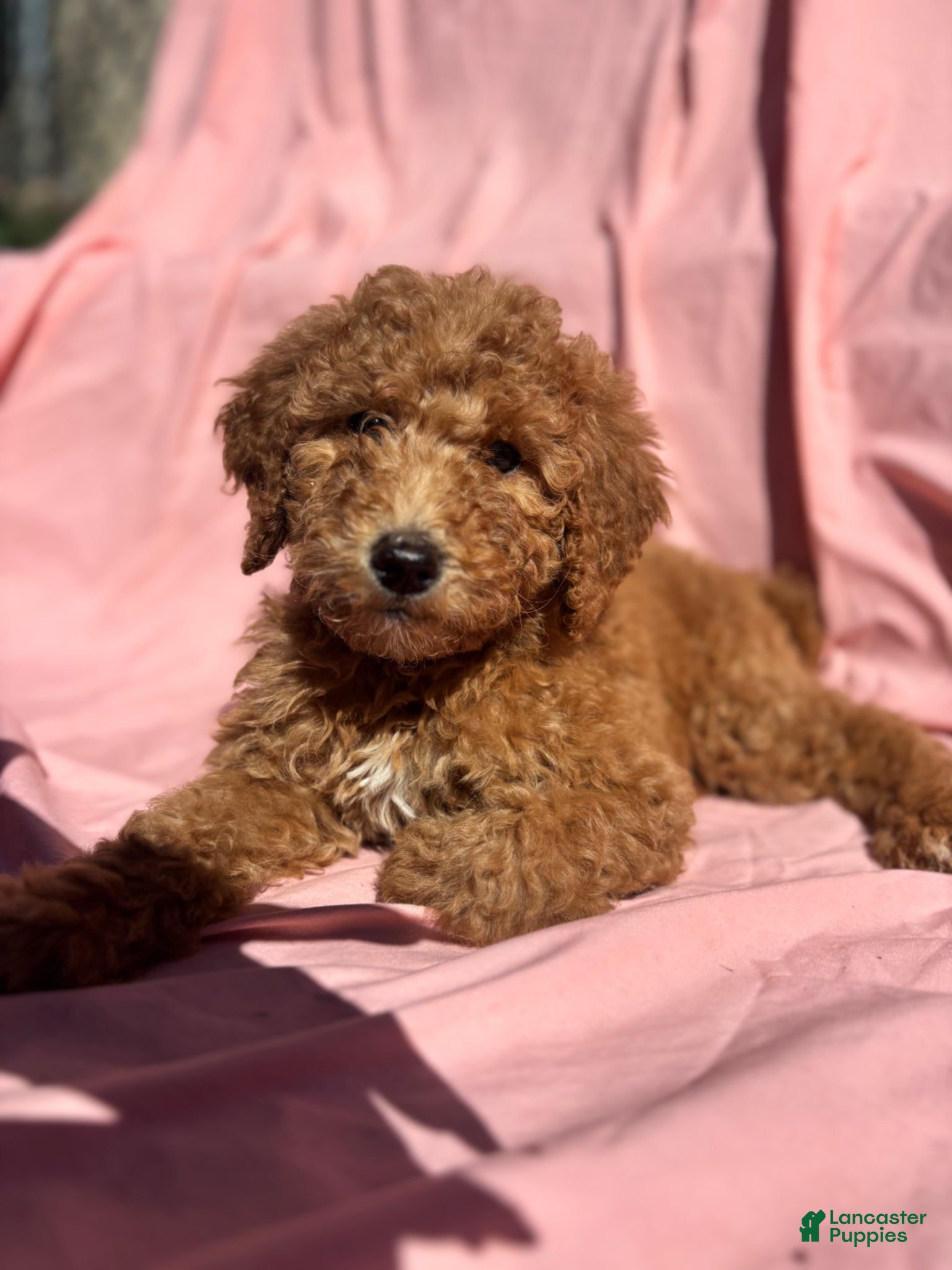 Bernedoodle dogs Bernedoodle Puppy 4 - Ad 37